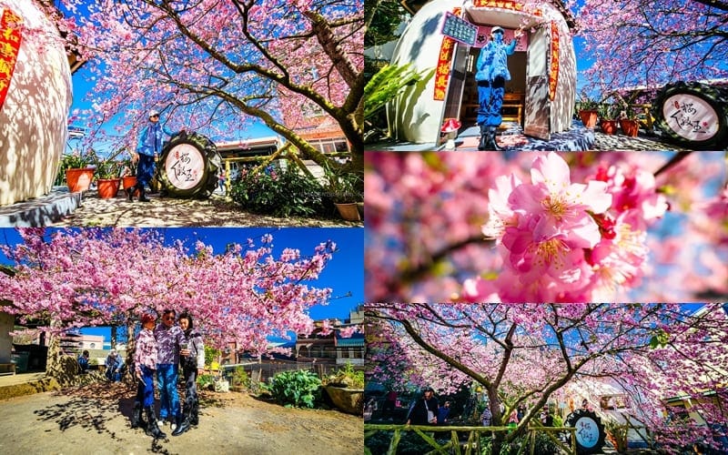夢幻粉紅吸引遊客賞櫻趣！嘉義縣太和村14年「櫻王」河津櫻現在正是盛開