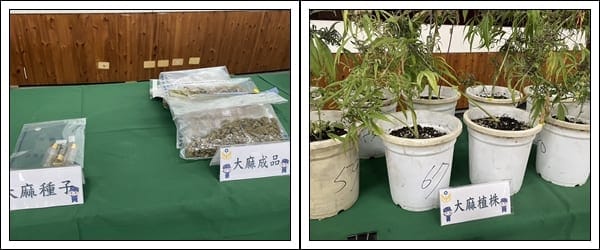 原本種蘭花因為生意欠佳 異想天開改種大麻 遭嘉義縣警方查獲