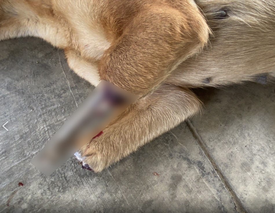 嘉義縣動物緊急救援遭山豬吊斷掌犬隻 匍匐爬行無法站立令人不捨