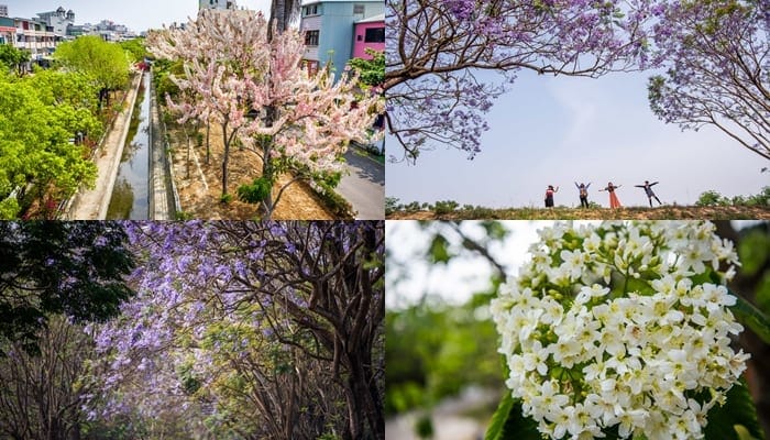 嘉義市藍花楹 桐花 花旗木三大花季齊放 安排兩天一夜嘉義市的浪漫春遊