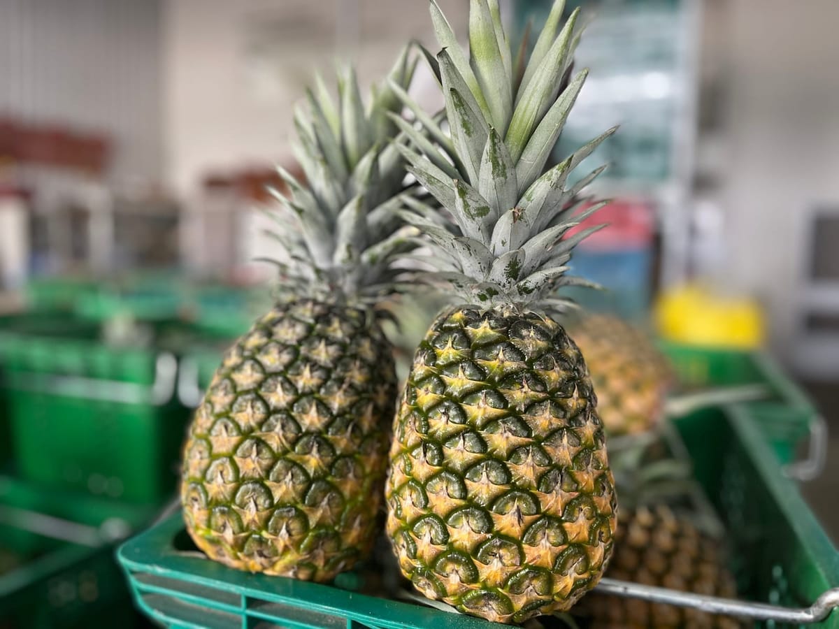 五月正好是嘉義金鑽鳳梨品質最優！鳳梨采風趣活動5月20日盛大舉行 吃鳳梨消暑