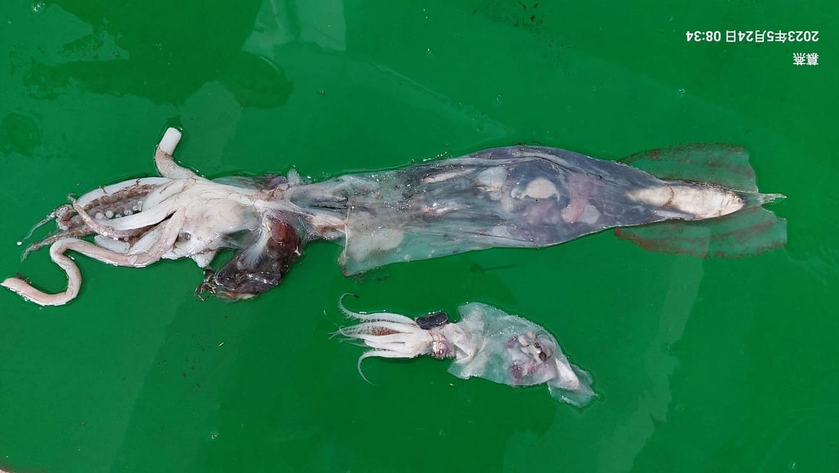 嘉義縣東石魚市場出現一隻沒看過的頭足動物 肚裡小魚清晰可見