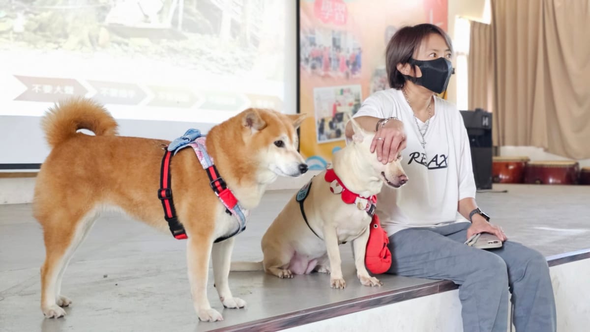 嘉義縣唯一校狗「黑妞」搬家到港墘 當孩子的溫柔守護神