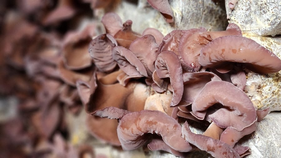 全台最大的木耳產區以嘉義中埔為最大宗產地 寶林食安事件牽連嘉義縣木耳農