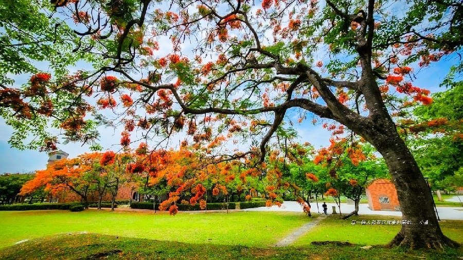 不一樣的盛夏光景！嘉義滿地鳳凰花成美麗火紅花毯！