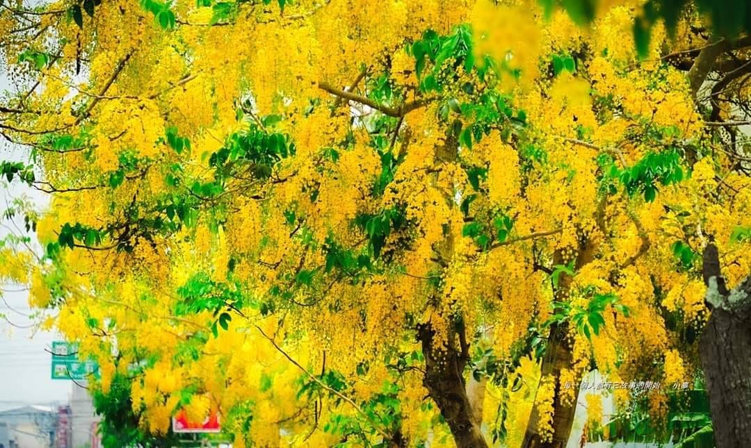 嘉義阿勃勒盛開 2處最美黃金雨賞花點大公開