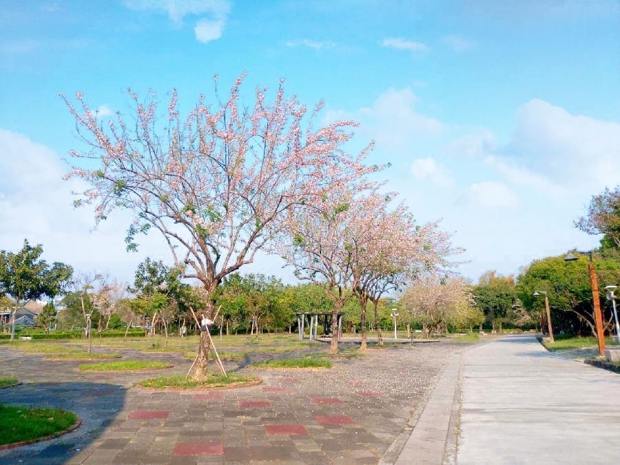在平地就能「賞櫻」的樂趣 嘉義市古諸羅八景之一北香湖南洋櫻盛放