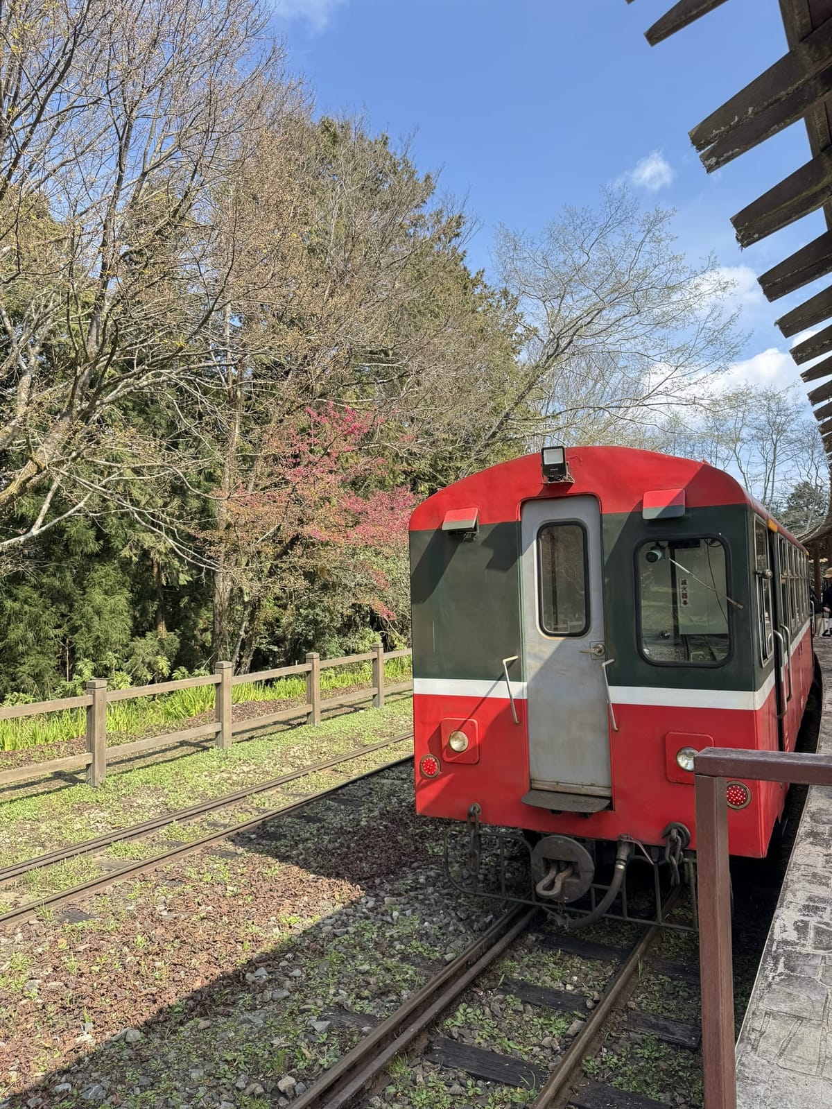 櫻與音的對話---2025阿里山花季暨森旅季盛大開鑼