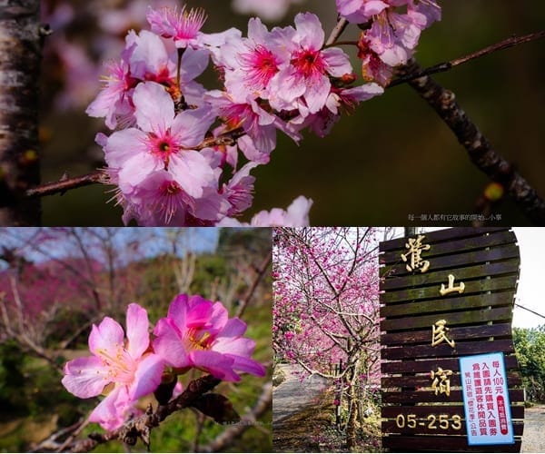 隱藏版賞櫻秘境！嘉義中埔鶯山民宿櫻花正美 一起漫步浪漫粉色花海
