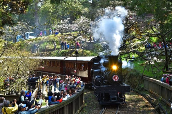 阿里山花季最受矚目的林鐵 推限定《31號蒸汽火車》超熱門行程 搶票一定要快