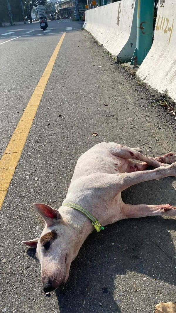 嘉畜所愛心救援路邊哭泣癱瘓犬，助狗狗找到溫暖新家